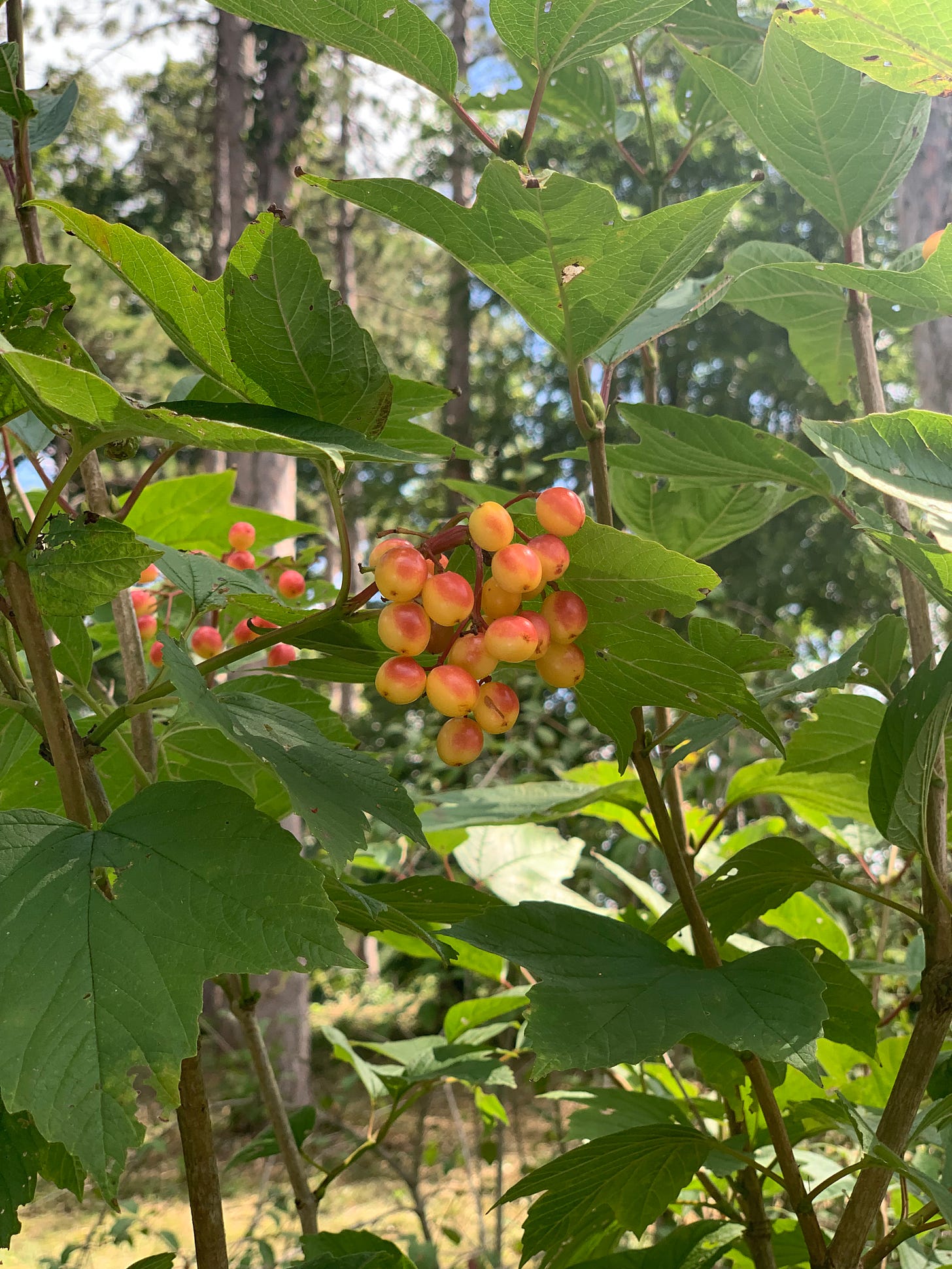 A bush with green leaves that has clusters of yellow and orange berries.