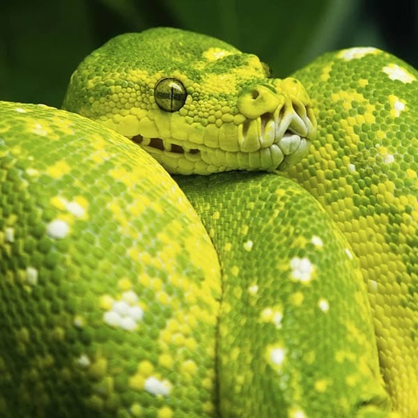 Boa Constrictor Reptile Breed Hypoallergenic, Health and Life Span | PetMD