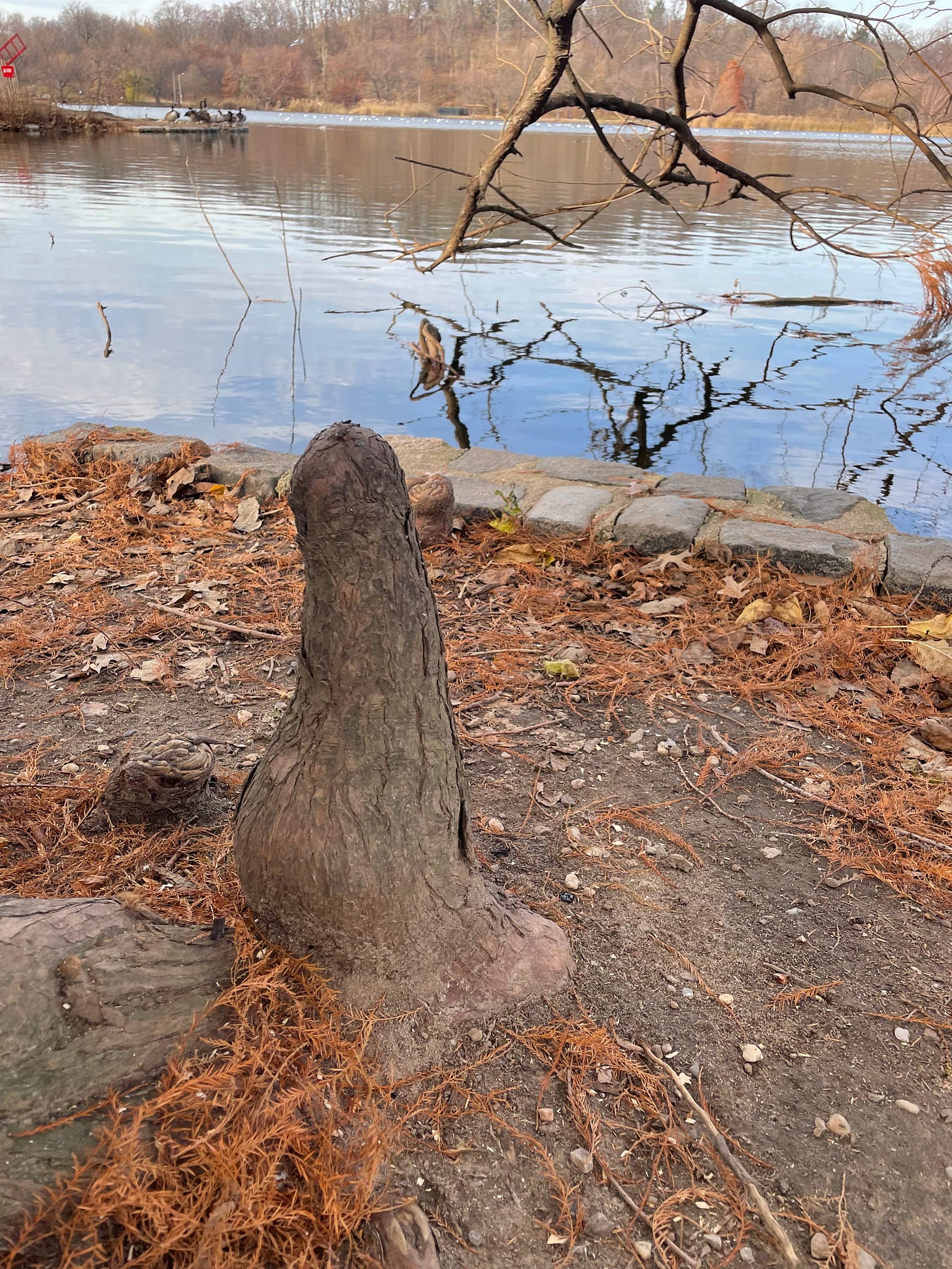 A phallus-shaped root nodule protrudes from a Cypress tree standing in front of a fall lake scene