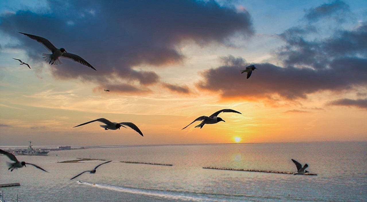 ocean view of the sun setting just above the horizon with seagulls flying in the foreground