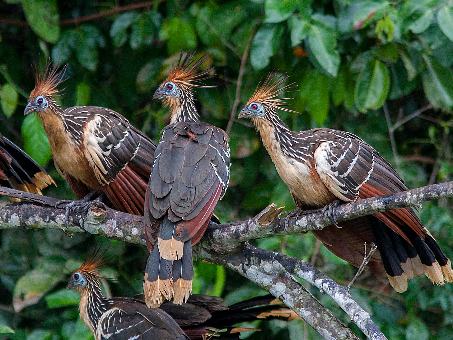 Hoatzin - eBird