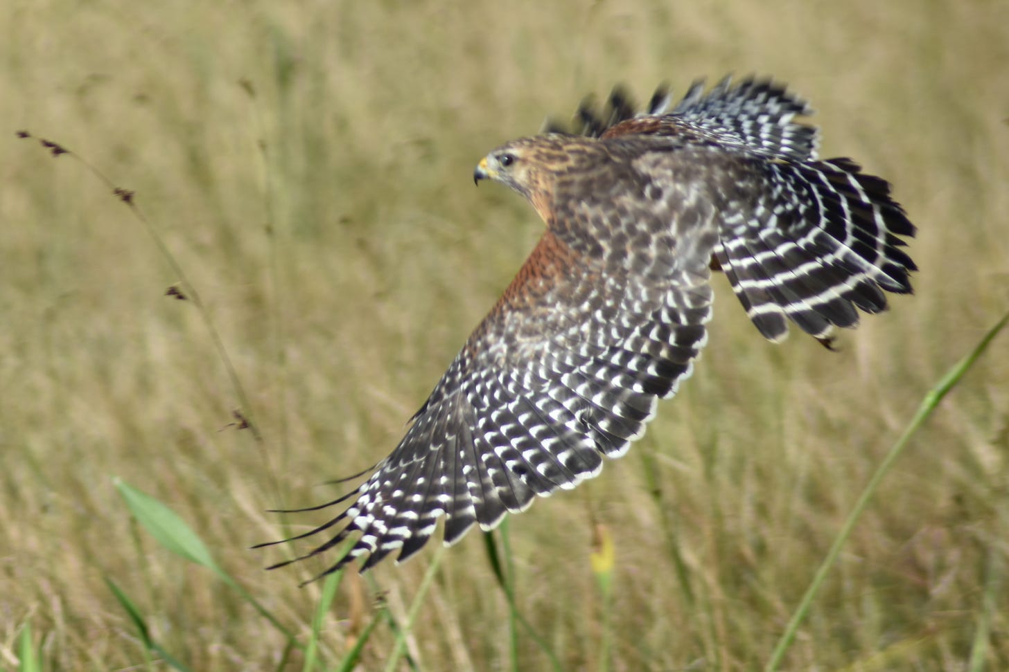 Buteo lineatus -- Red Shouldered hawk