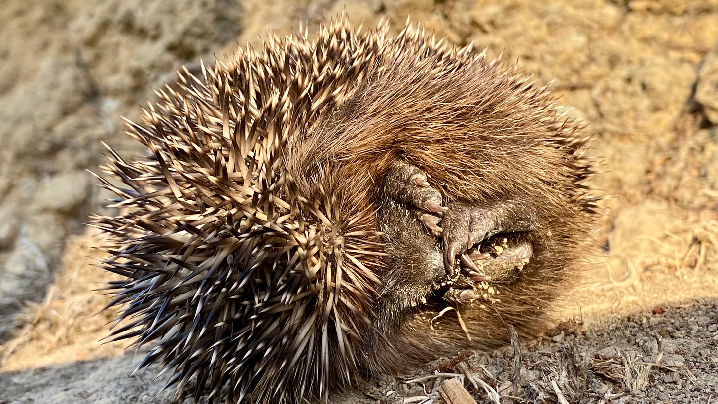 Small hedgehog curled up in the sun.