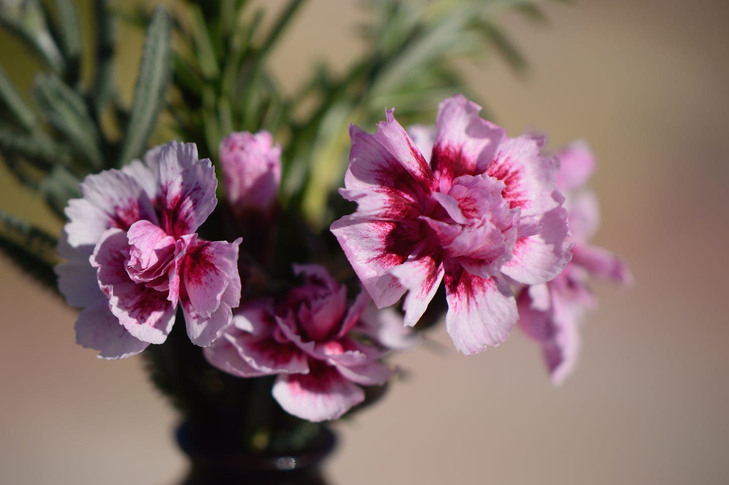 carnations in a vase
