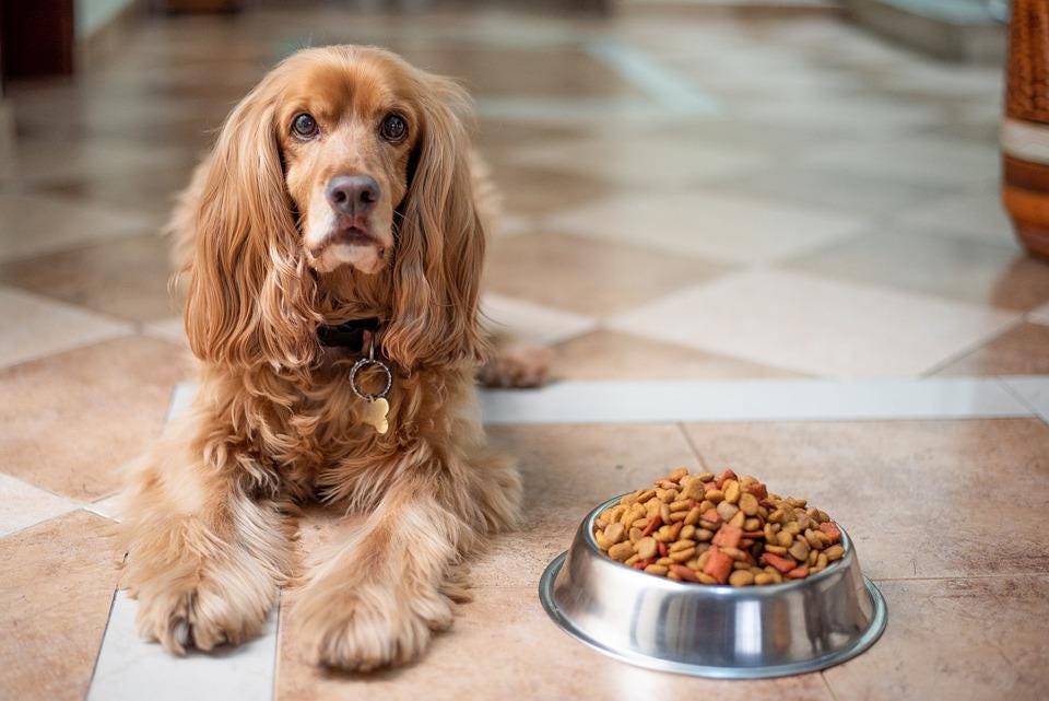 Free photos of English cocker spaniel