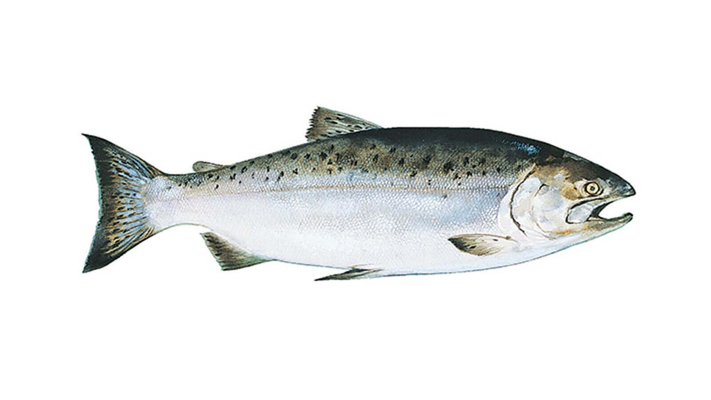 Fresh, Wild Caught Salmon | Salmon Recipes