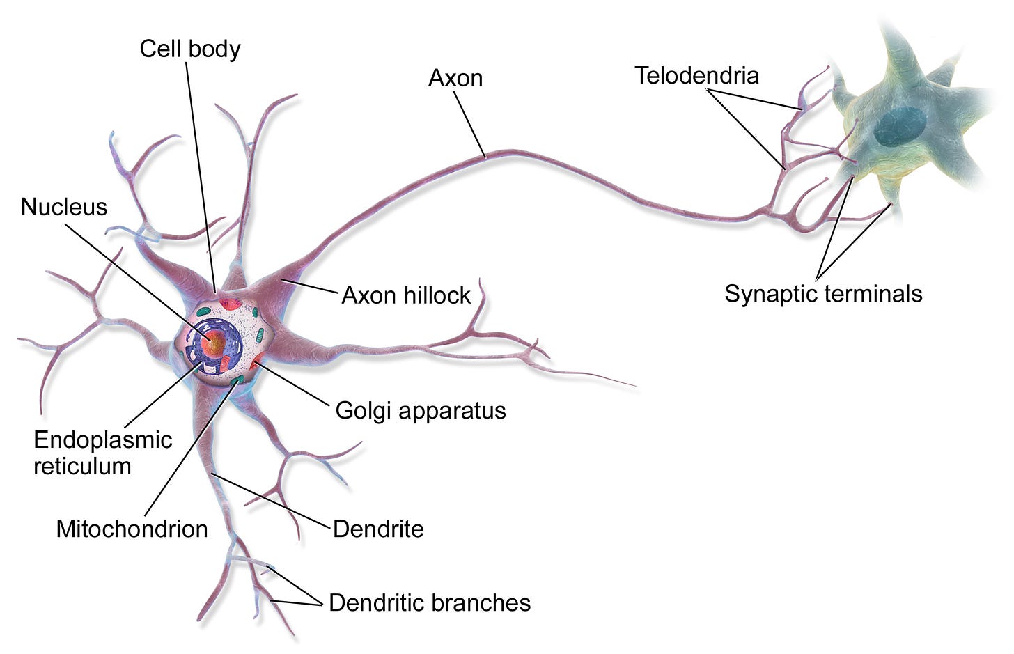 Blausen 0657 MultipolarNeuron.png