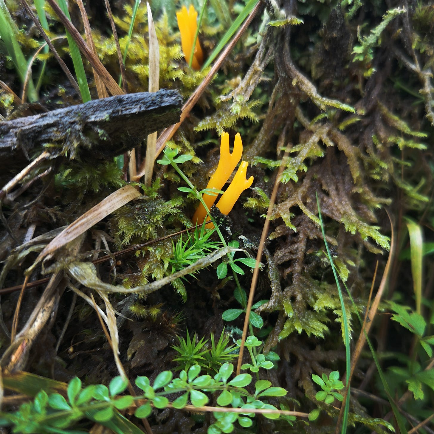 Image description: bright bright orange fingers of staghorn fungus just beginning to emerge from a mossy log.