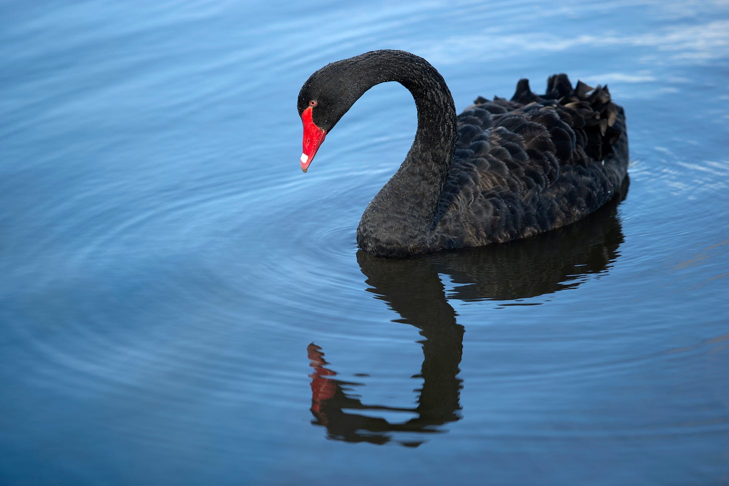 What Are Lessons for Leaders from This Black Swan Crisis? - HBS Working  Knowledge