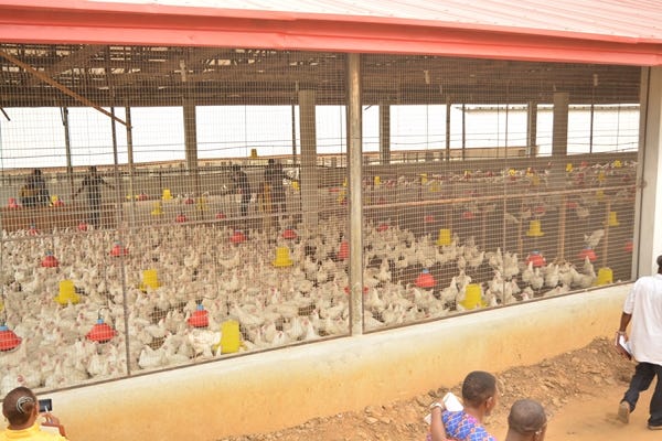Photos: Inside Akwa Prime Hatchery, Uruan Lga - Akwa Ibom State Government