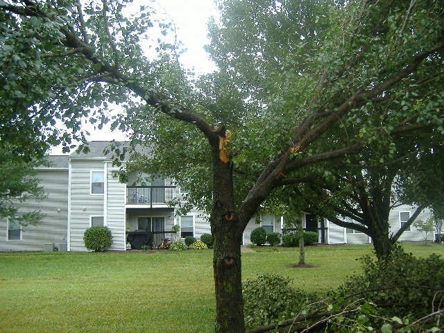 Another view of the tree above.