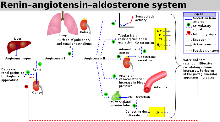 Reniini-angiotensiinijärjestelmä – Wikipedia