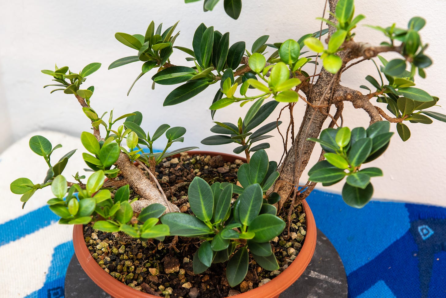 ID: Raft style ficus microcarpa pre bonsai, looking healthy
