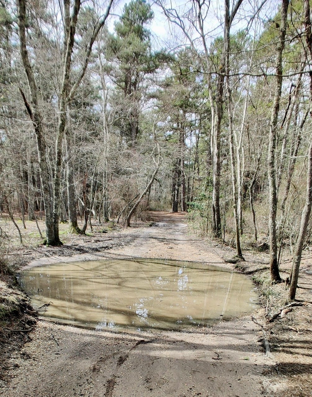 A puddle that completely fills a hiking trail in the pine barrens, a murky brown pool on a barren trail lined with tall pines.