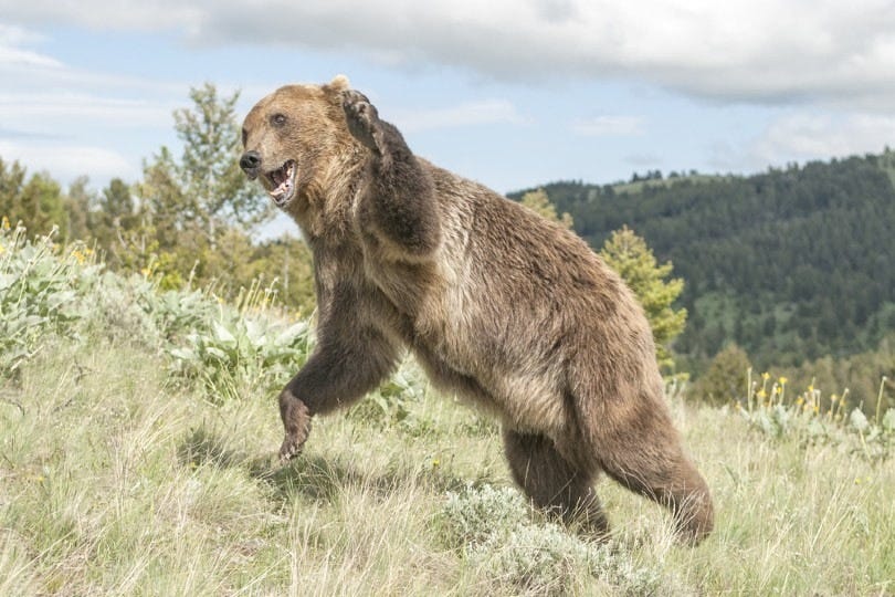 14 Bear Attack Statistics & Facts to Know in 2022: How Many Attacks Happen  Every Year? | Pet Keen