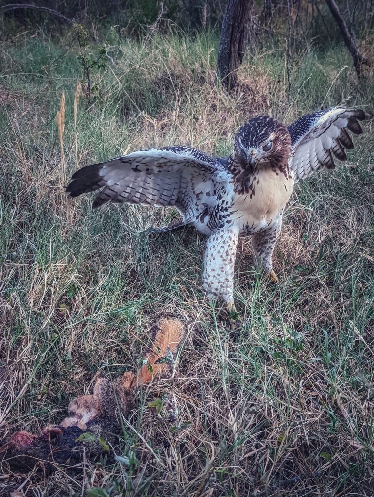 Hawk backing away