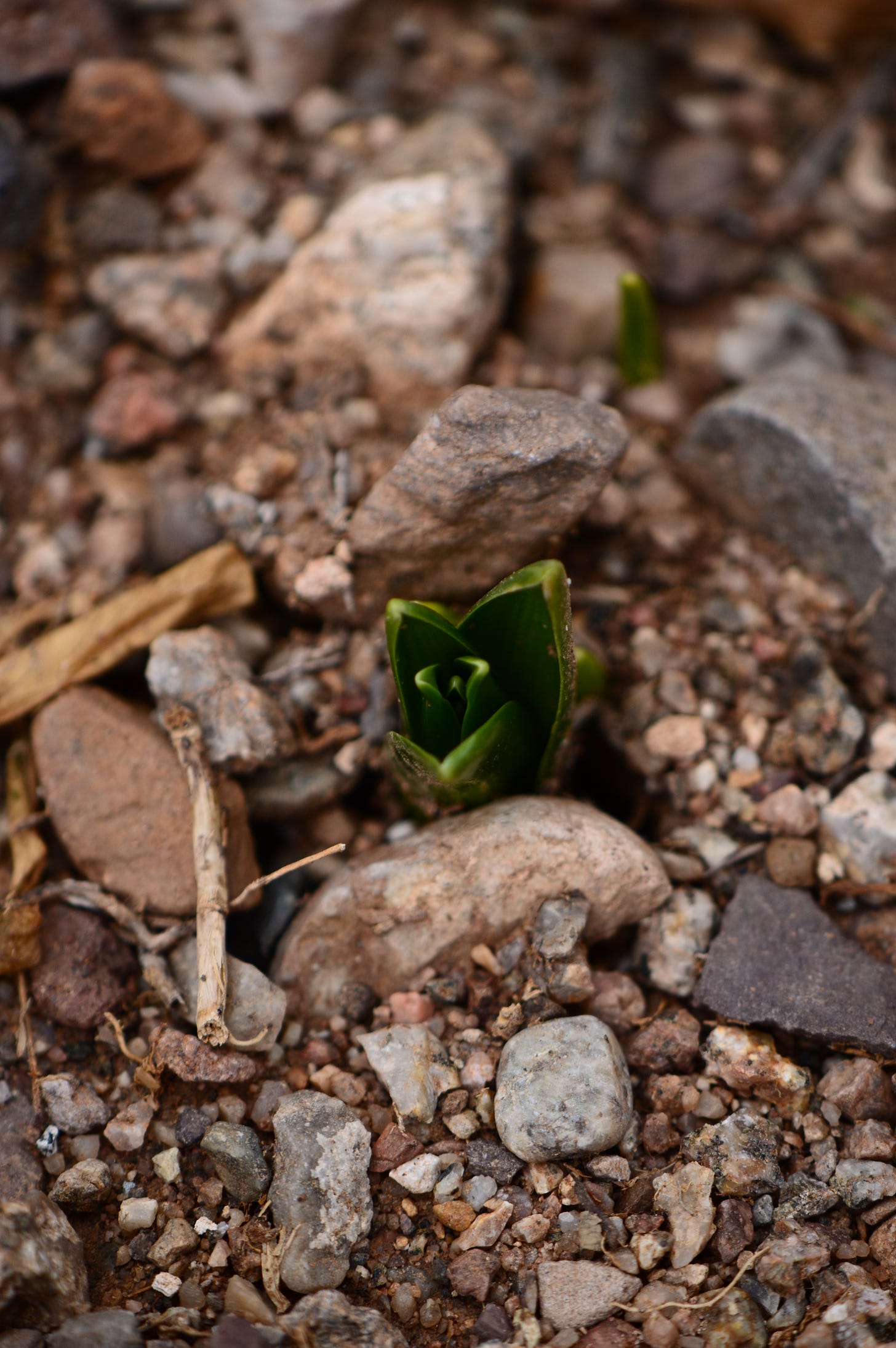 Roman hyacinth just sprouting
