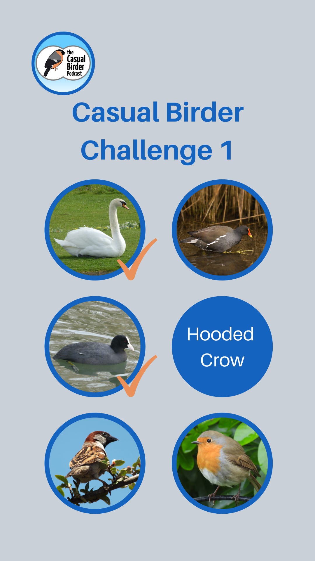 Card for Instagram stories showing photos of 5 of the 6 target birds, plus the name of the sixth (Hooded Crow)