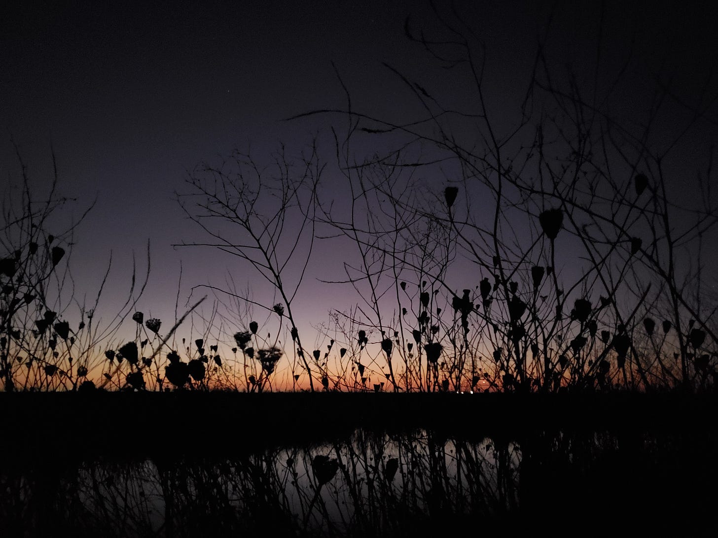 Pre-dawn in a wetland