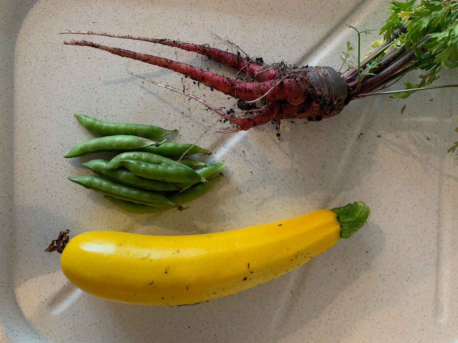 The evidence of why I am not a gardener — my total summer crop