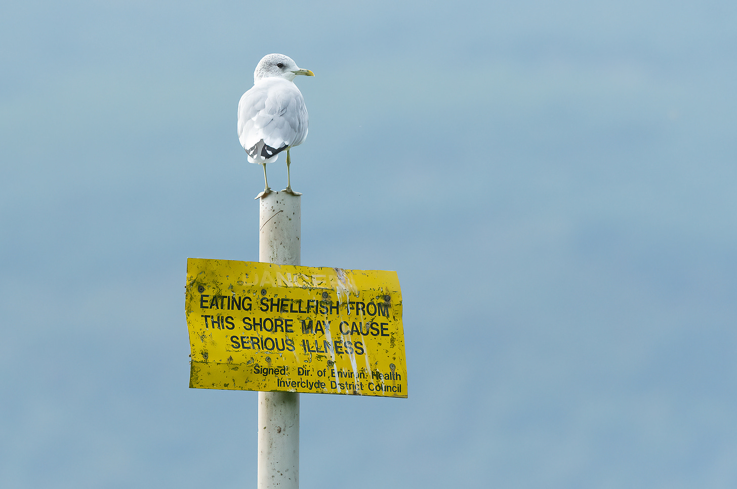 Photo of a common gull perched on a warning sign about eating shellfish