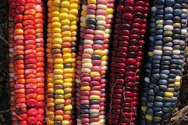 British Seed Imports | RESTRICTED: Maize, Phaseolus (beans), Solanaceae  (nightshades), Sunflower, Rice, Wheat… | Glass gem corn, Heirloom seeds, Heirloom  vegetables
