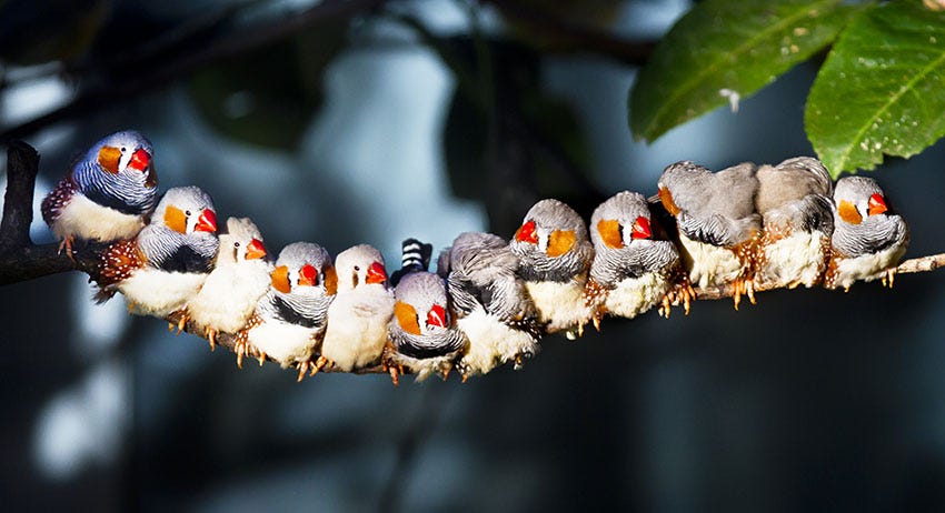 Zebra Finch Varieties | Zebra Finch | Finches and Canaries | Guide