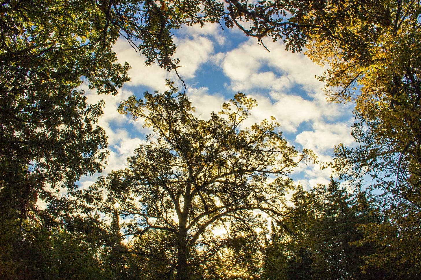 View looking up at blue sky with white clouds framed by oak trees in sunshine.