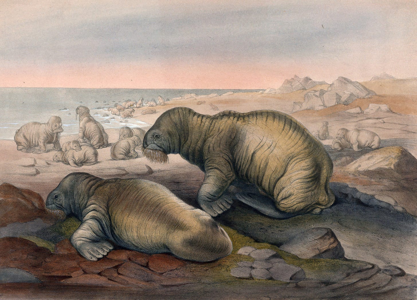 The Walrus (1861-1867)