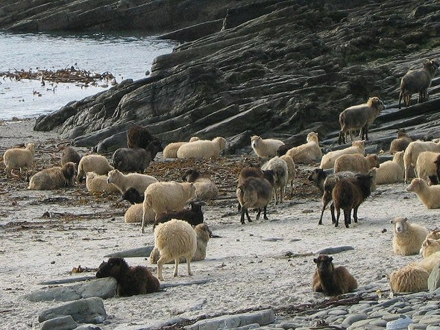 A large herd of North Ronaldsay on the beach, exhibiting many different coat colours: white, brown, grey and black. A large herd of North Ronaldsay on the beach, exhibiting many different coat colours: white, brown, grey and black.
