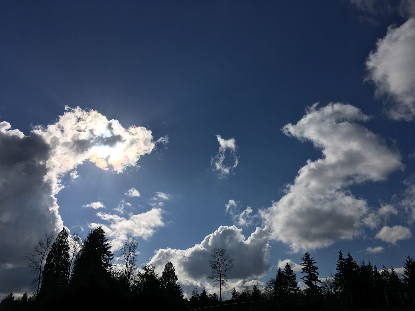 from yesterday: blue skies and clouds in shapes, one cloud just covering the sun. evergreen trees and a few deciduous standing at the base of the image, beneath the skies. 