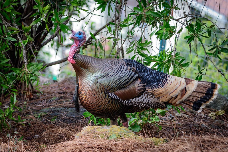 Wild turkey with gleaming bronze-green feathers looks at camera