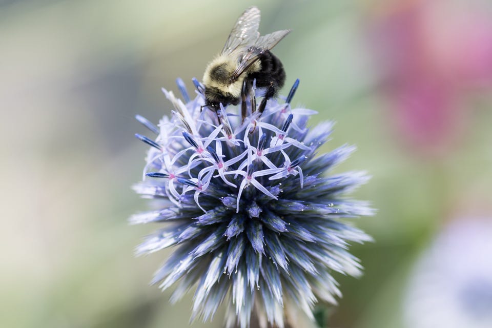 Bumble bee on flower.