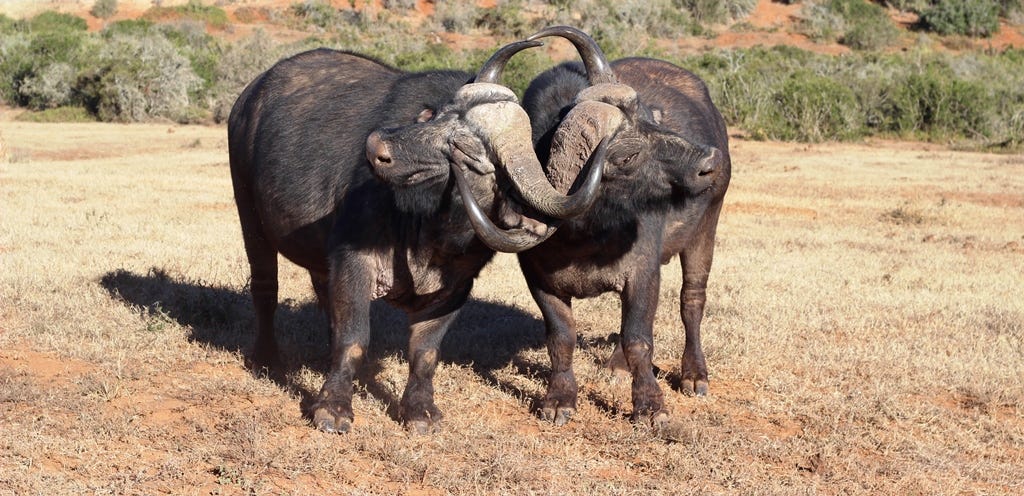 buffalo bulls fighting
