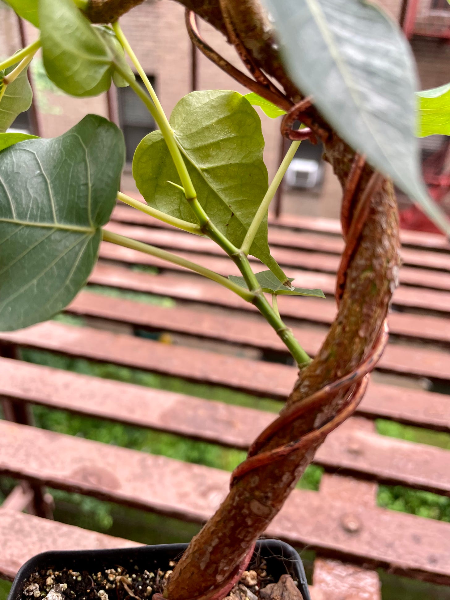 ID: Photo of the middle of the ficus