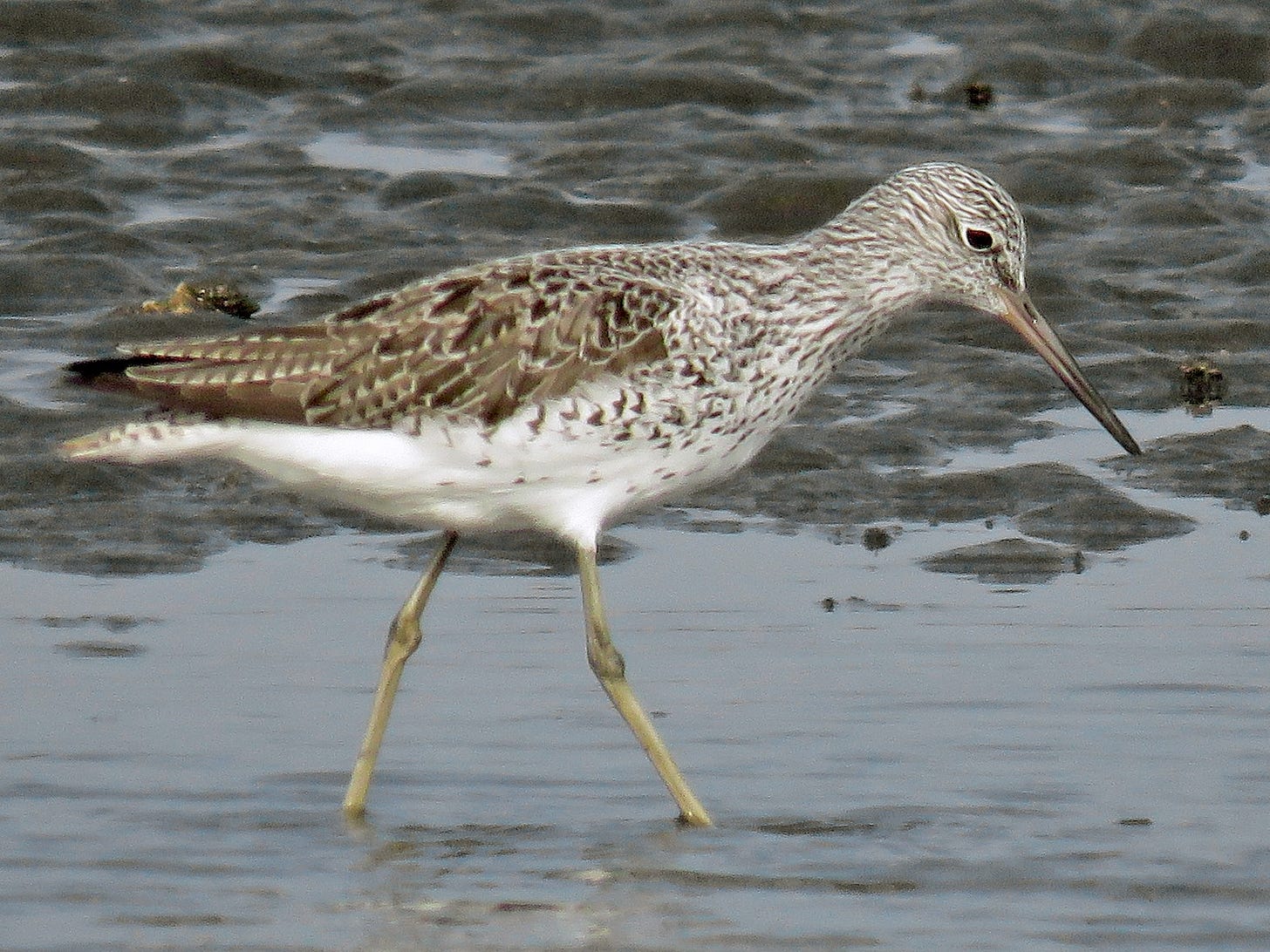 Common Greenshank - eBird