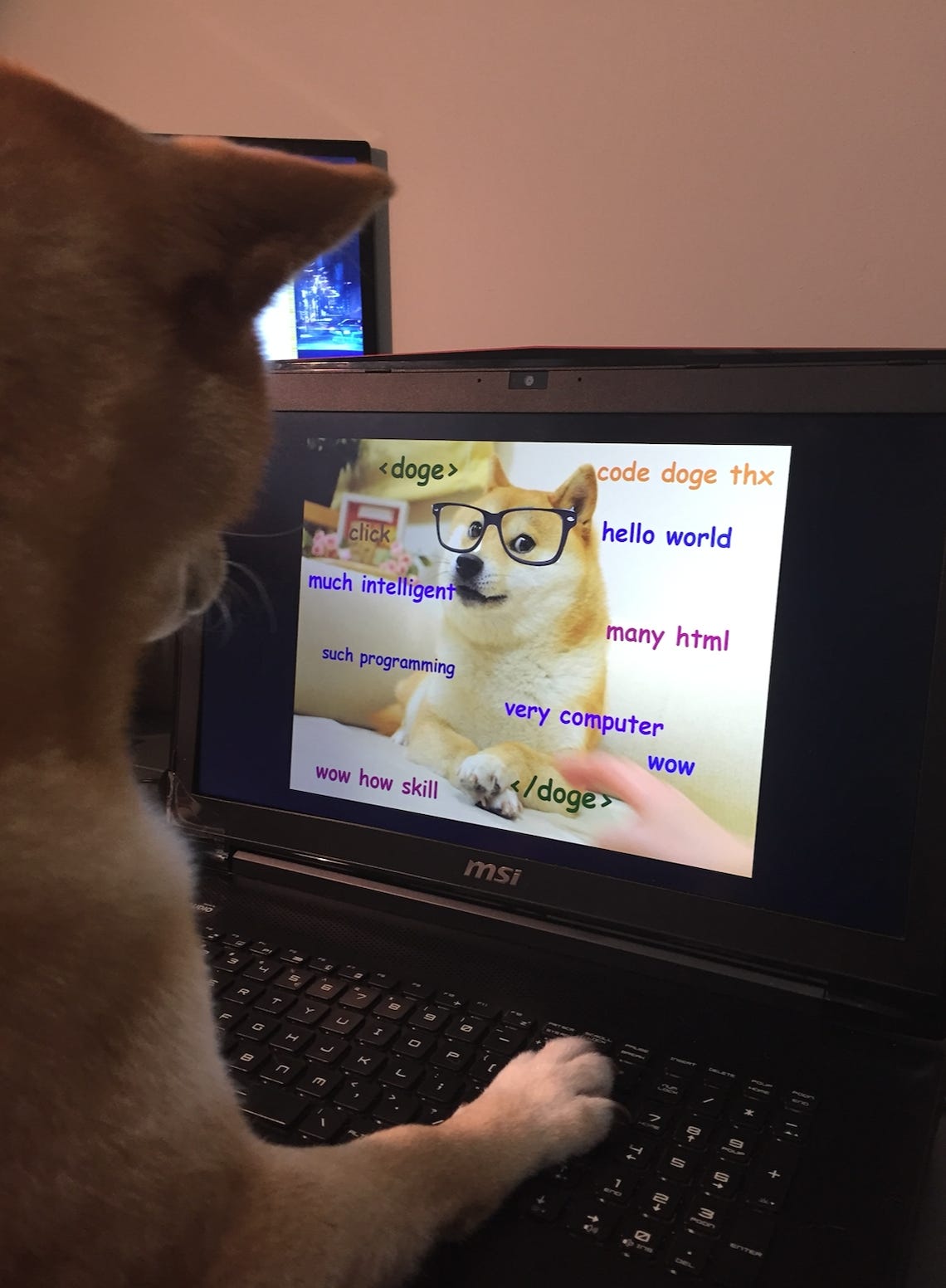 Shiba inu looking at a laptop with a picture of the doge meme
