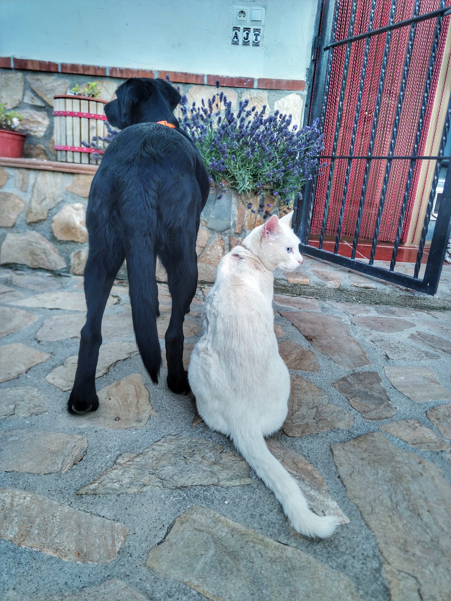 Lilly the dog and Blanco the cat