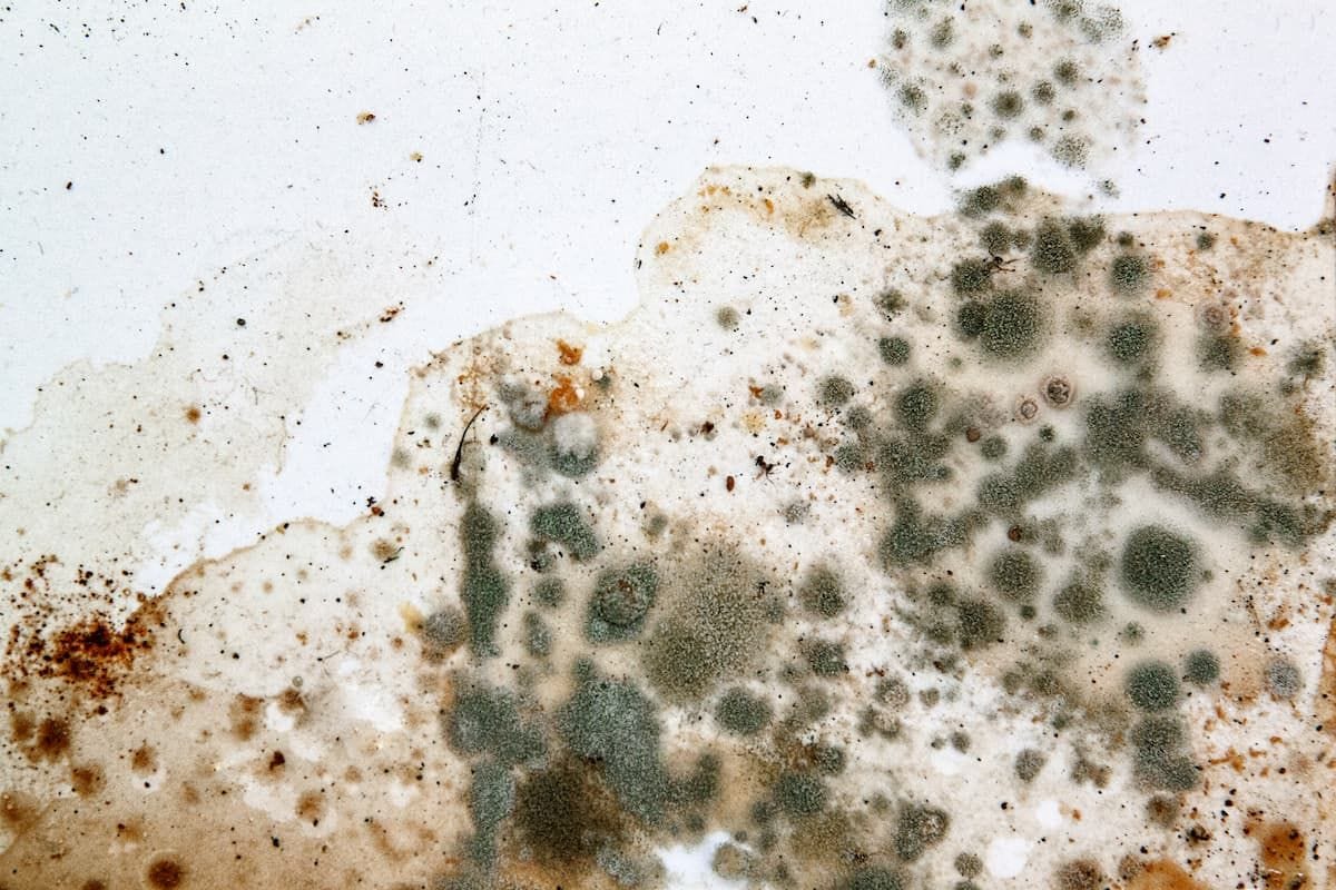 3 Things to Know About Mold - Rent Blog
