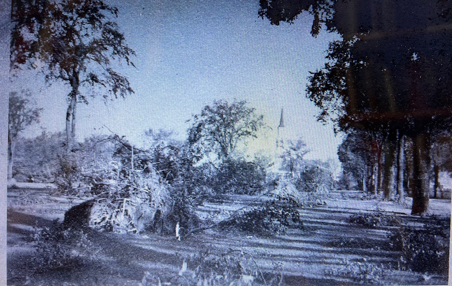 black and white image of downed trees with steepled church in background