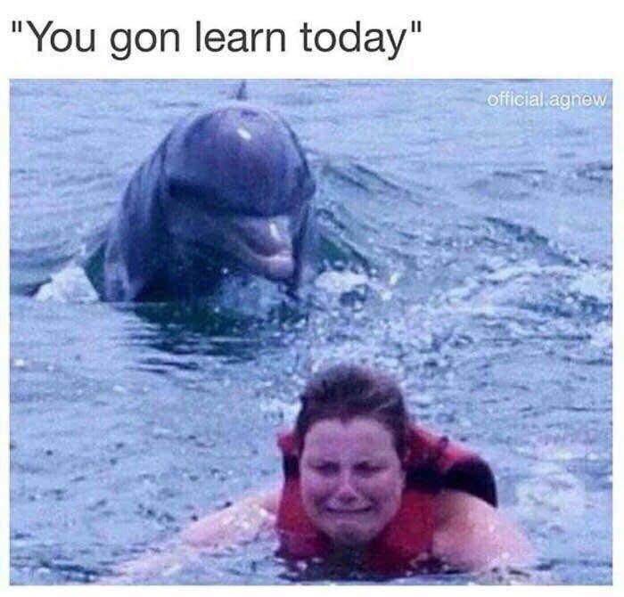 a person at sea wearing a red life jacket faces us as they swim away from an ominous looking lovely dolphin who is half-emerged from the sea, we presume the dolphin is following the person. the text caption above the meme reads, "You gon learn today"