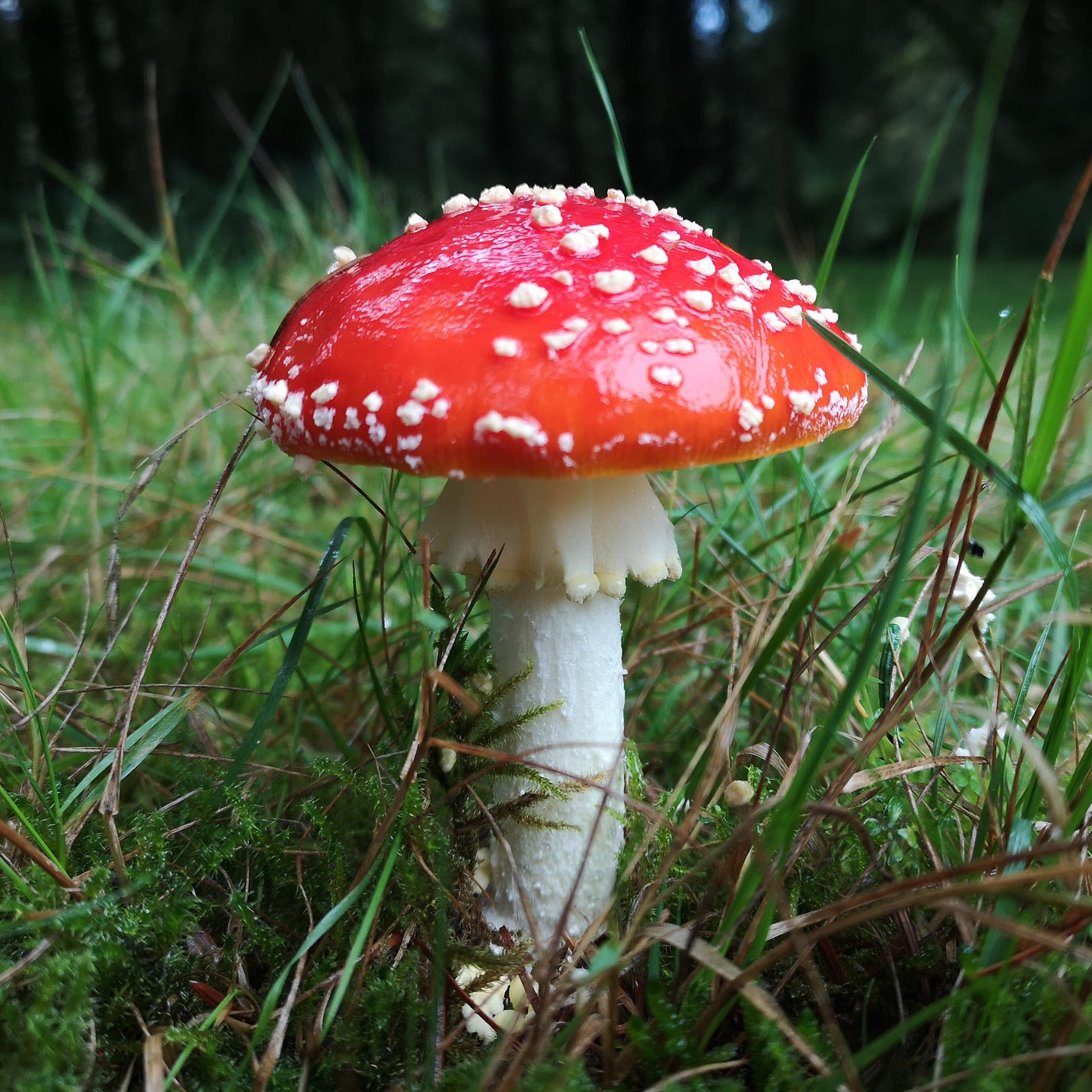 Image description: a tall proud fly agaric mushroom amid the grass and moss. The white stalk is upright and has a perfect little frilly skirt beneath the curved red cap, which is glistening and covered in distinctive white spots. Not pictured, Katie skipping around the moor with utter delight.
