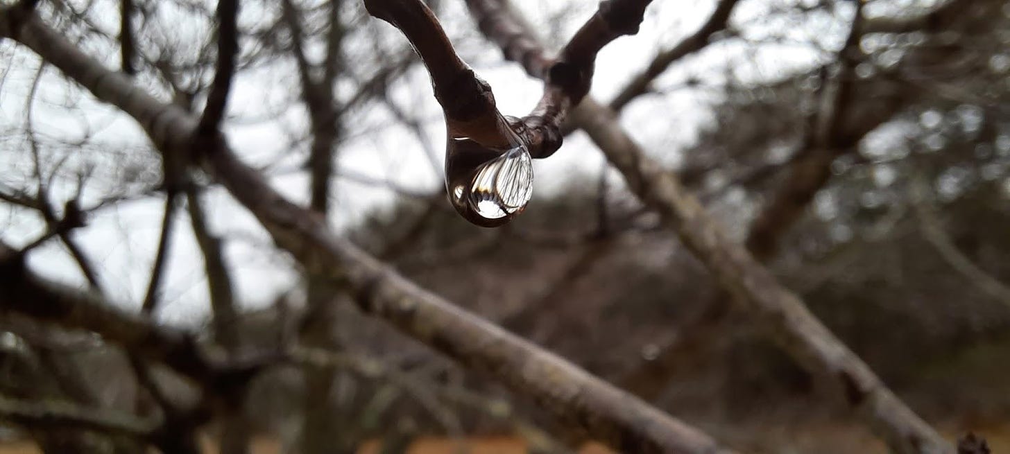 A drop of water hanging from a tree branch