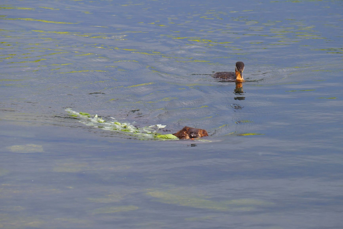 A beaver swims with branch it's mouth, followed by a red-necked grebe