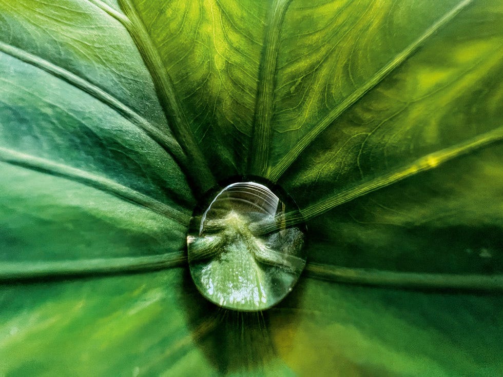 iPhone 13 Proで撮影されたJirasak Panpiansin氏の受賞作品であるマクロ写真は、緑の葉の真ん中に乗った小さな水滴のクローズアップを写し出しています。
