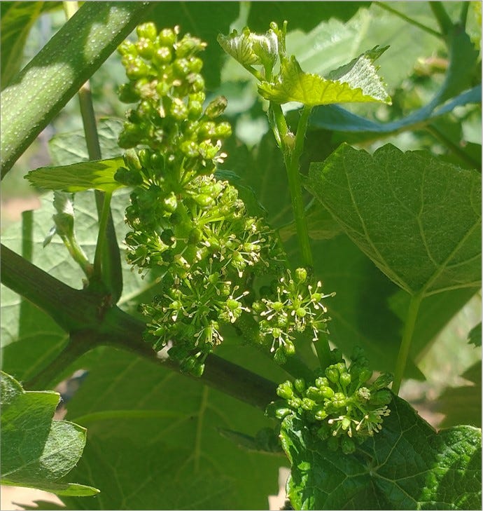 Pinot Noir flowers are small, but there are a lot of them!