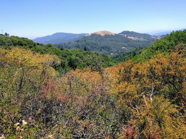 Though hiking is not my strength (because it involves walking uphill, which is strenuous), almost always you get a beautiful view. Here’s one from Sugarloaf Ridge State Park, Kenwood, California.