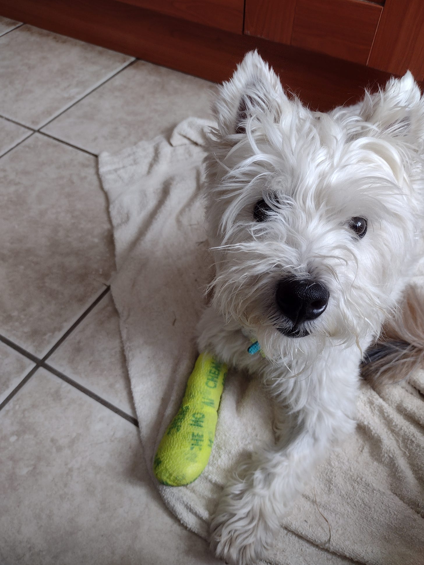 a picture of my dog - a west highland terrier - with a bandage around his leg