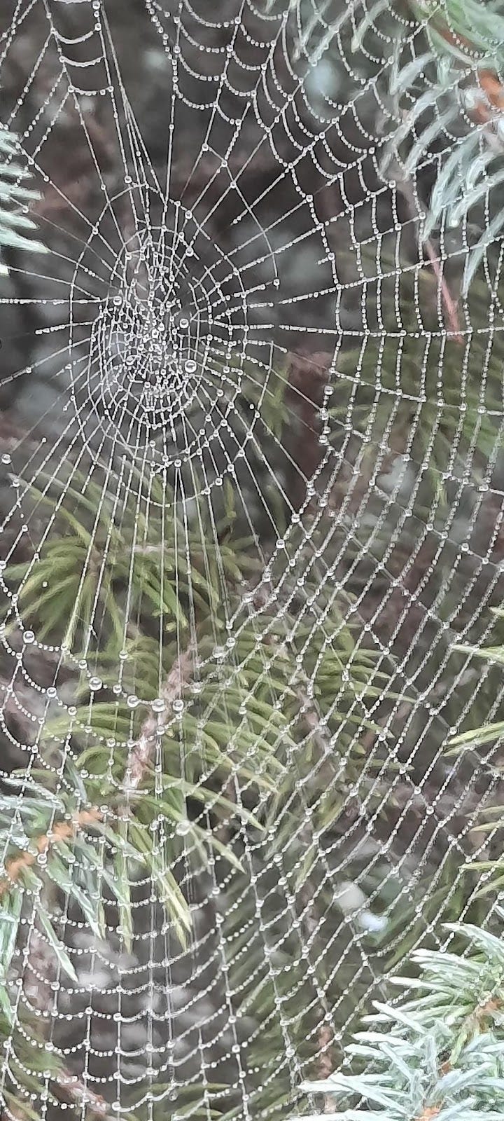 Web covered in dew. This morning there were about ten webs all along the west side of the cemetery hanging from spruce trees.