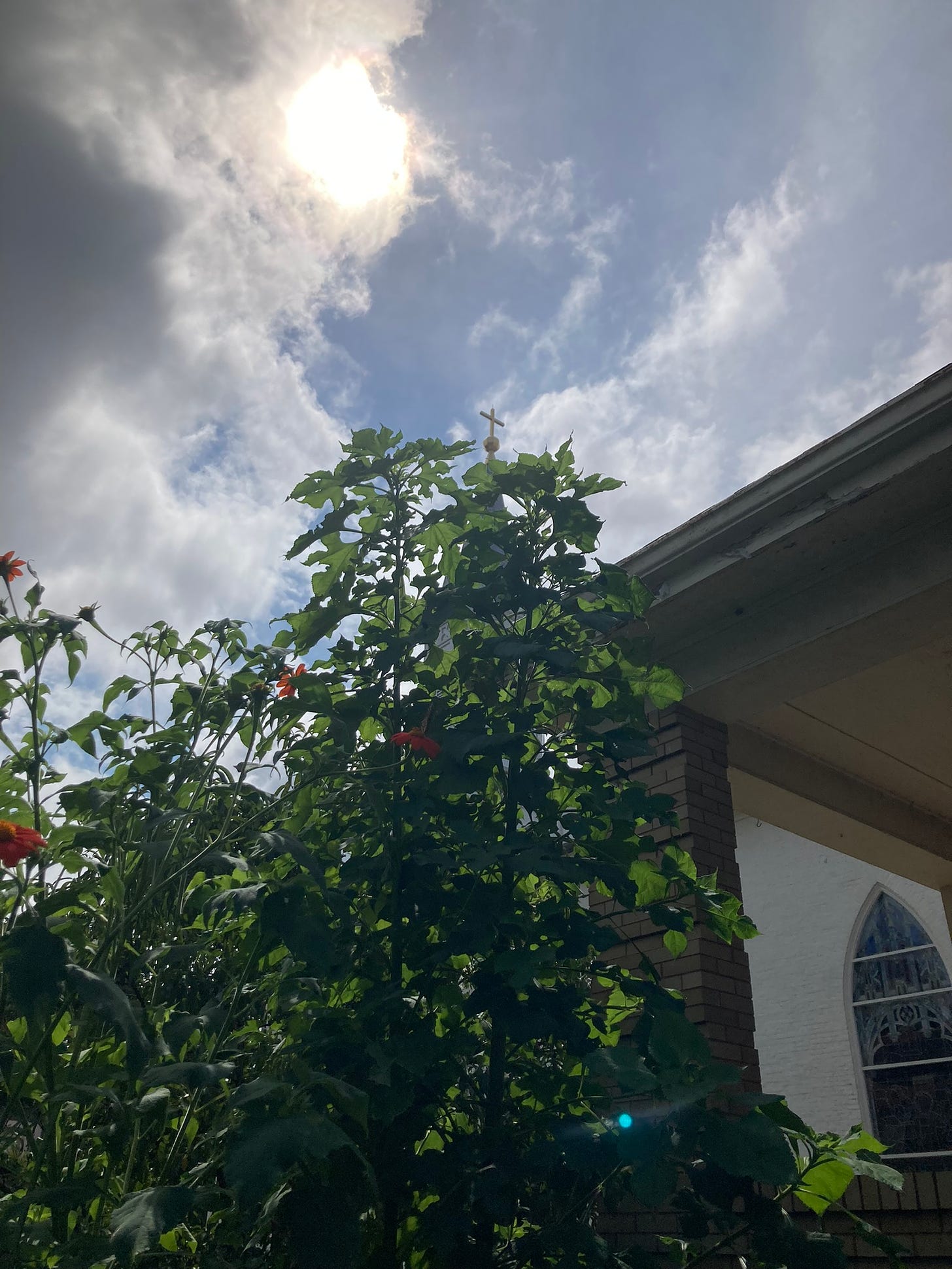 Very tall Mexican sunflowers against the top of the church steeple